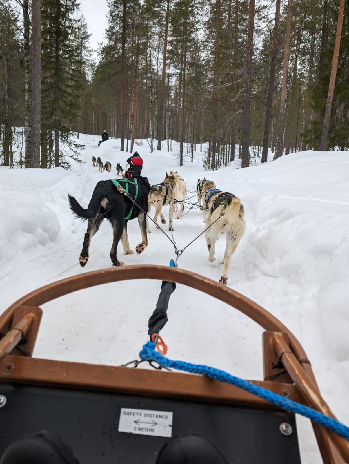 Weiter Blick über eine verschneite Waldschneise mit mehreren Husky-Gespannen hintereinander und einem Schneemobilfahrer im Hintergrund.