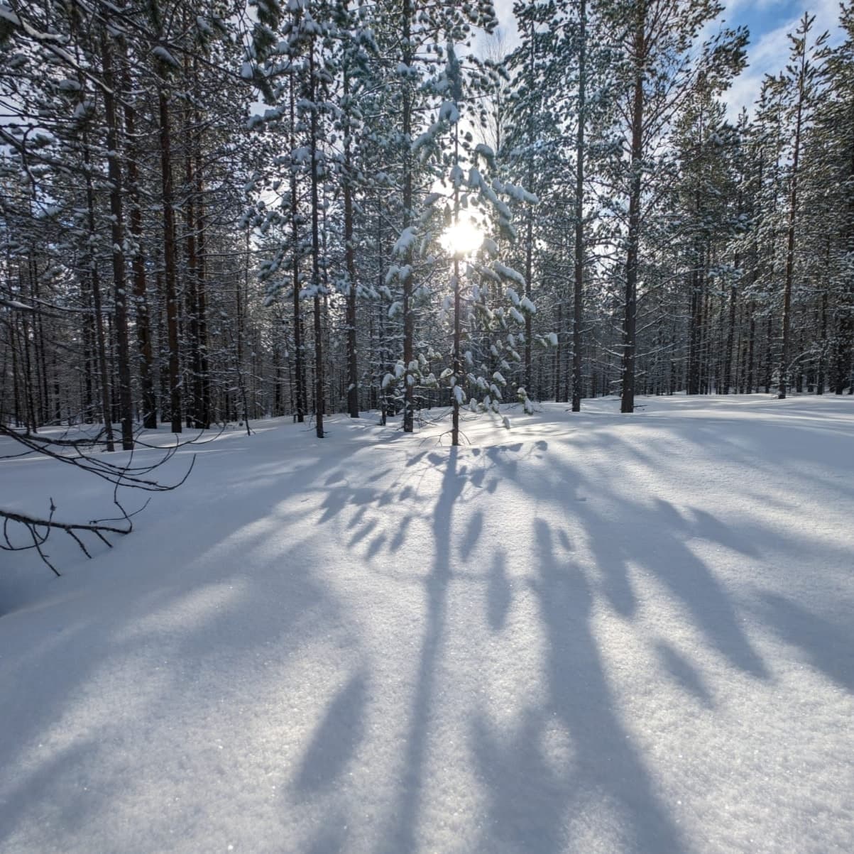 Tief stehende Sonne strahlt als Sonnenstern durch einen schneebedeckten Nadelbaum und wirft lange, dramatische Schatten auf den glitzernden Schnee.
