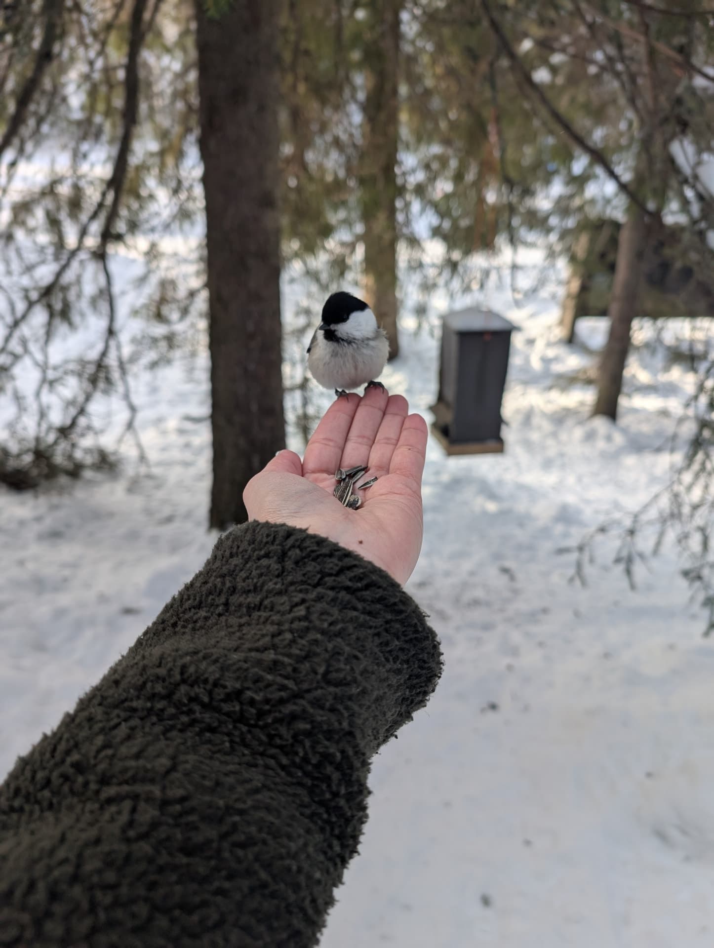 Eine Weidenmeise pickt Sonnenblumenkerne aus einer geöffneten Hand, im unscharfen Hintergrund ist ein Futterhäuschen im Schnee zu erkennen.