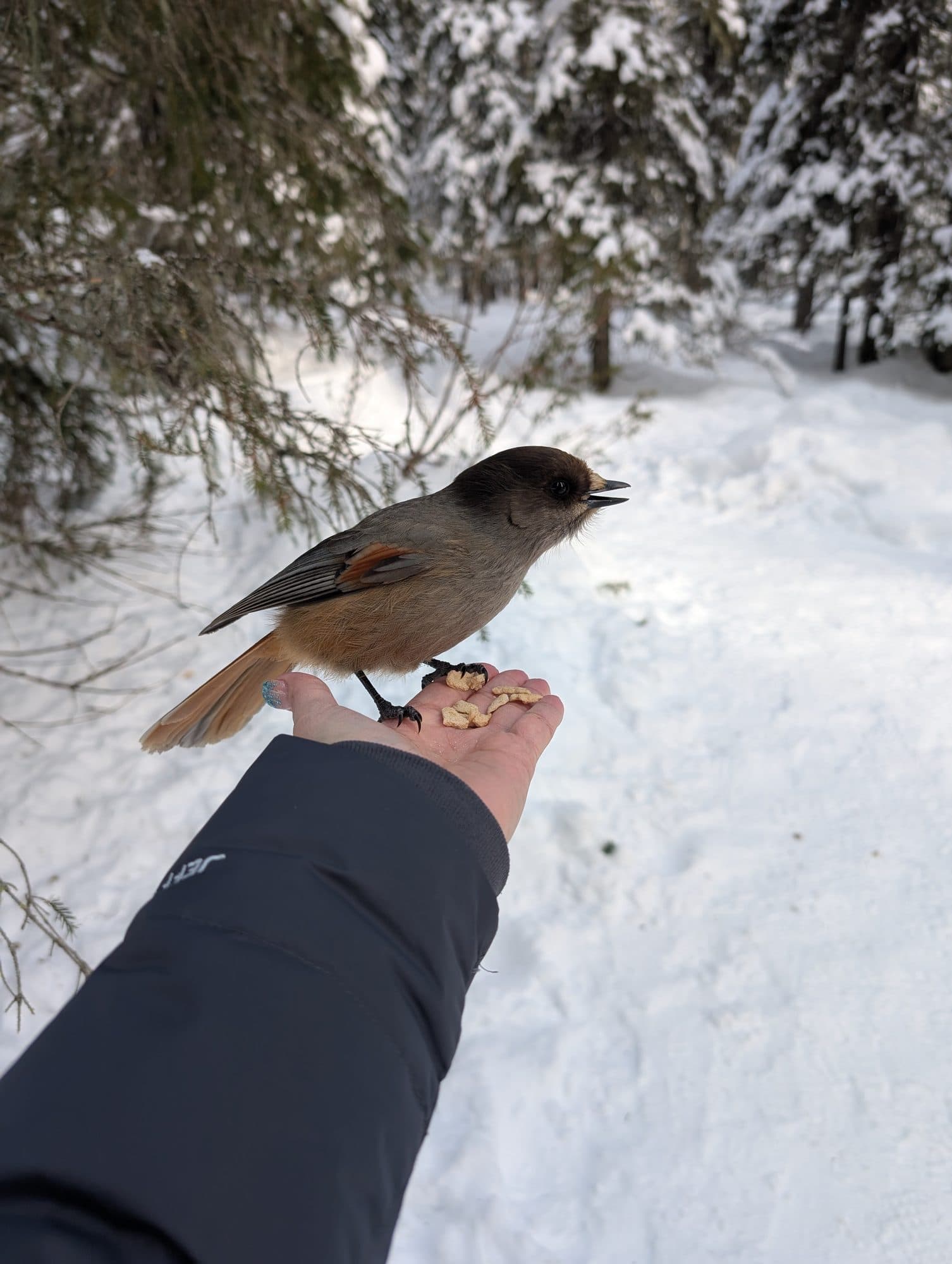 Ein neugieriger Unglückshäher frisst Nüsse aus der Hand einer Person in einer verschneiten Winterlandschaft in Kuusamo, Finnland, umgeben von schneebedeckten Fichten.