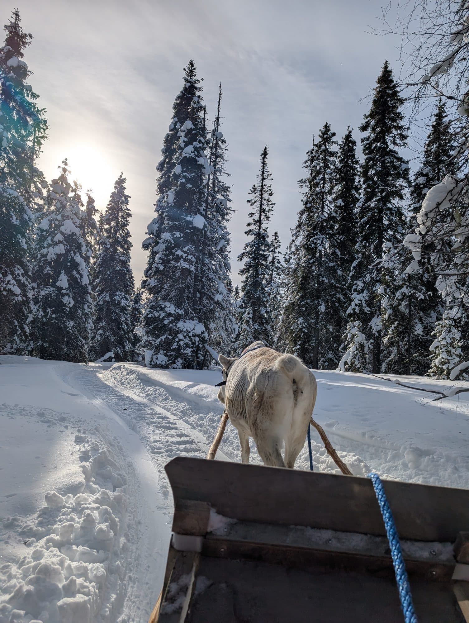 Ein Rentier zieht einen Holzschlitten durch verschneiten Wald bei Kuusamo, während die tiefstehende Sonne golden durch die schneebedeckten Baumwipfel bricht.