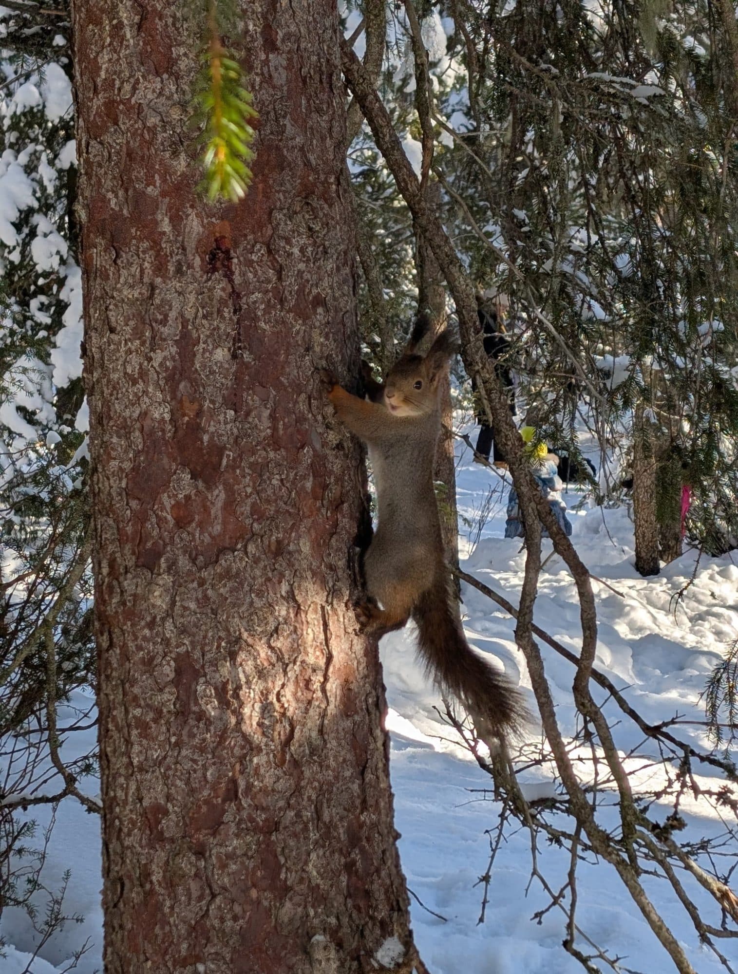 Ein Eichhörnchen klettert an einem Kiefernstamm im verschneiten Winterwald von Kuusamo empor und blickt neugierig in die Kamera.