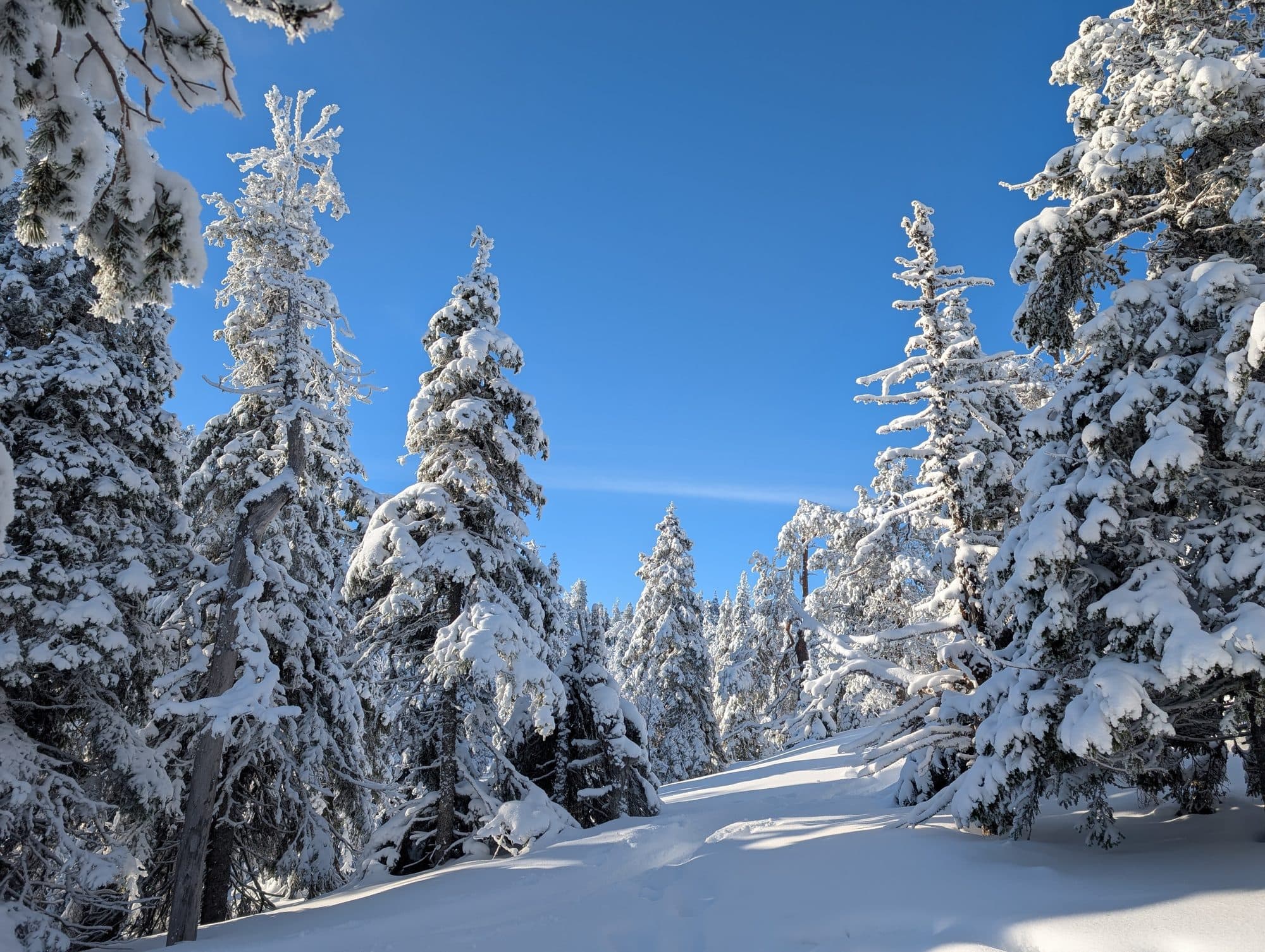 Ein schmaler, tief verschneiter Waldpfad schlängelt sich zwischen dicht mit Schnee bedeckten Tannen hindurch, überspannt von strahlend blauem Himmel nahe Kuusamo.