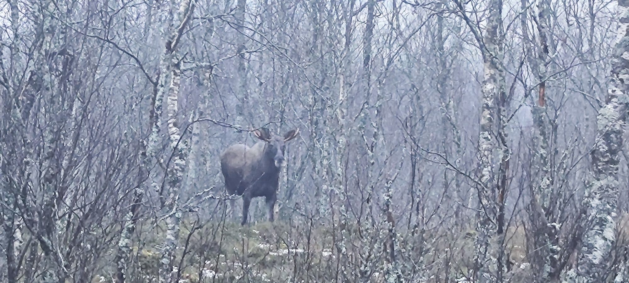Ein Elch mit beginnendem Geweih steht gut getarnt zwischen raureifbedeckten Birkenstämmen in einem nebligen Wald.