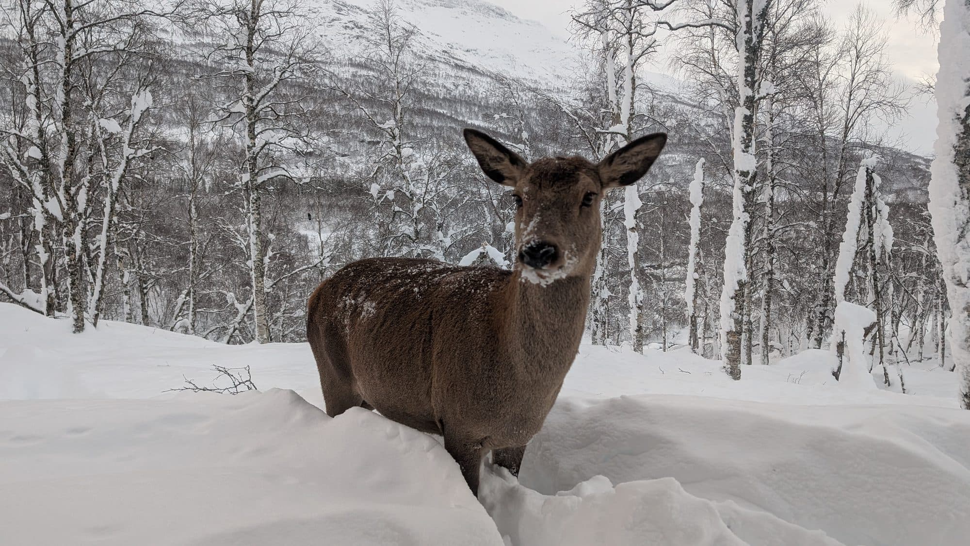 Ein Rothirsch steht im tiefen Schnee vor einer schneebedeckten Bergkulisse im Wildpark Bardu.