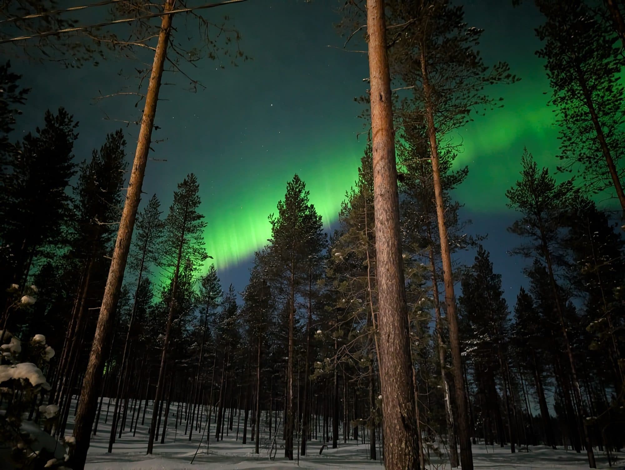 Grünes Polarlicht wallt über einem verschneiten Kiefernwald bei Kuusamo.