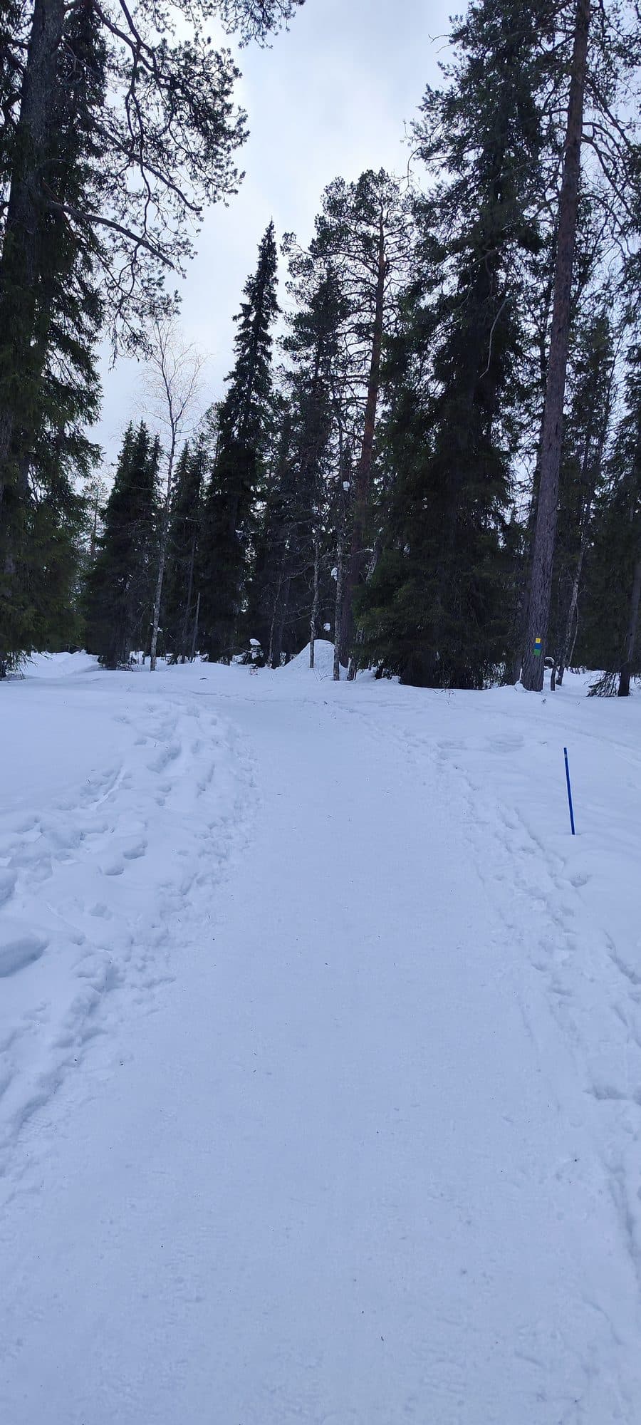 Ein von Ski- und Schneeschuhspuren durchzogener Pfad schlängelt sich durch hohen Nadelwald bei Luosto.