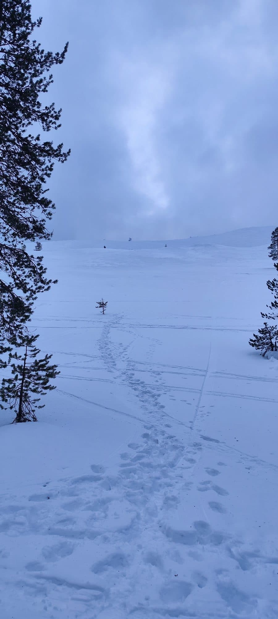 Einzelne Fußspuren ziehen sich über ein weites, bläulich schimmerndes Schneefeld zu einem einsamen Baum am Horizont.