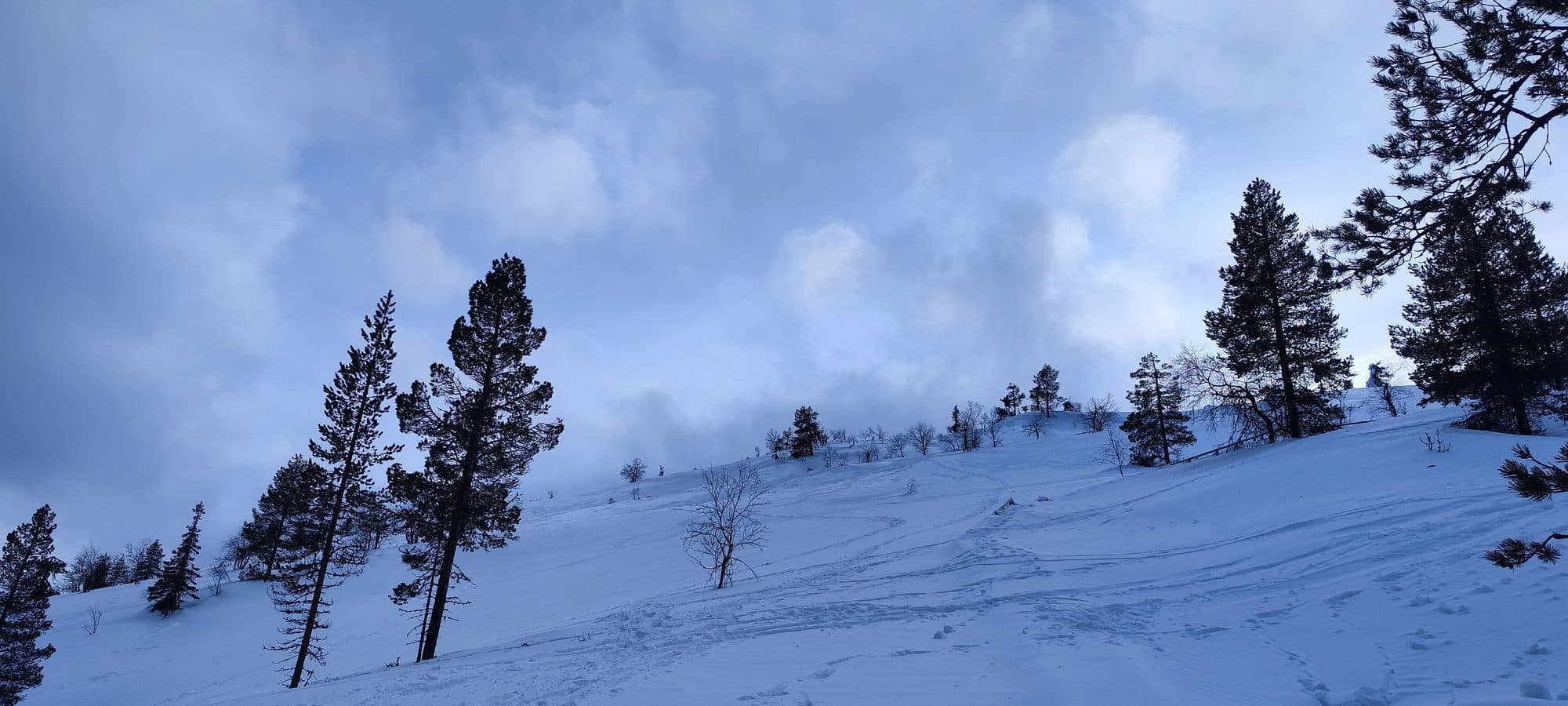 Blick über einen schneebedeckten Hang mit vereinzelten Kiefern vor dramatisch bewölktem Himmel in der Lappland-Wildnis.
