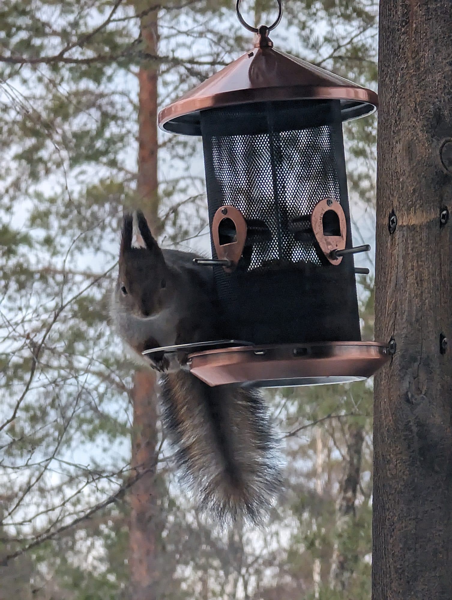 Ein Eichhörnchen mit aufgestellten Ohrpinseln blickt neugierig vom Rand eines kupferfarbenen Vogelfutterhauses.