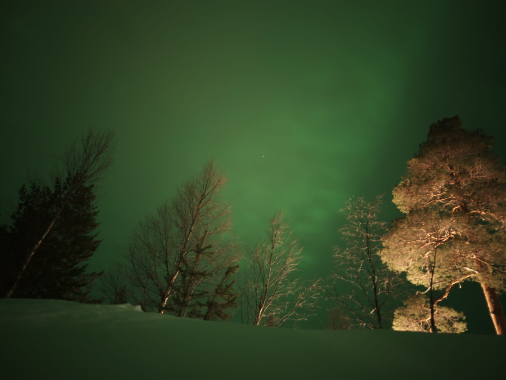 Intensives grünes Polarlicht wogt über dem Sternenhimmel und den Silhouetten kahler Birken bei Luosto.