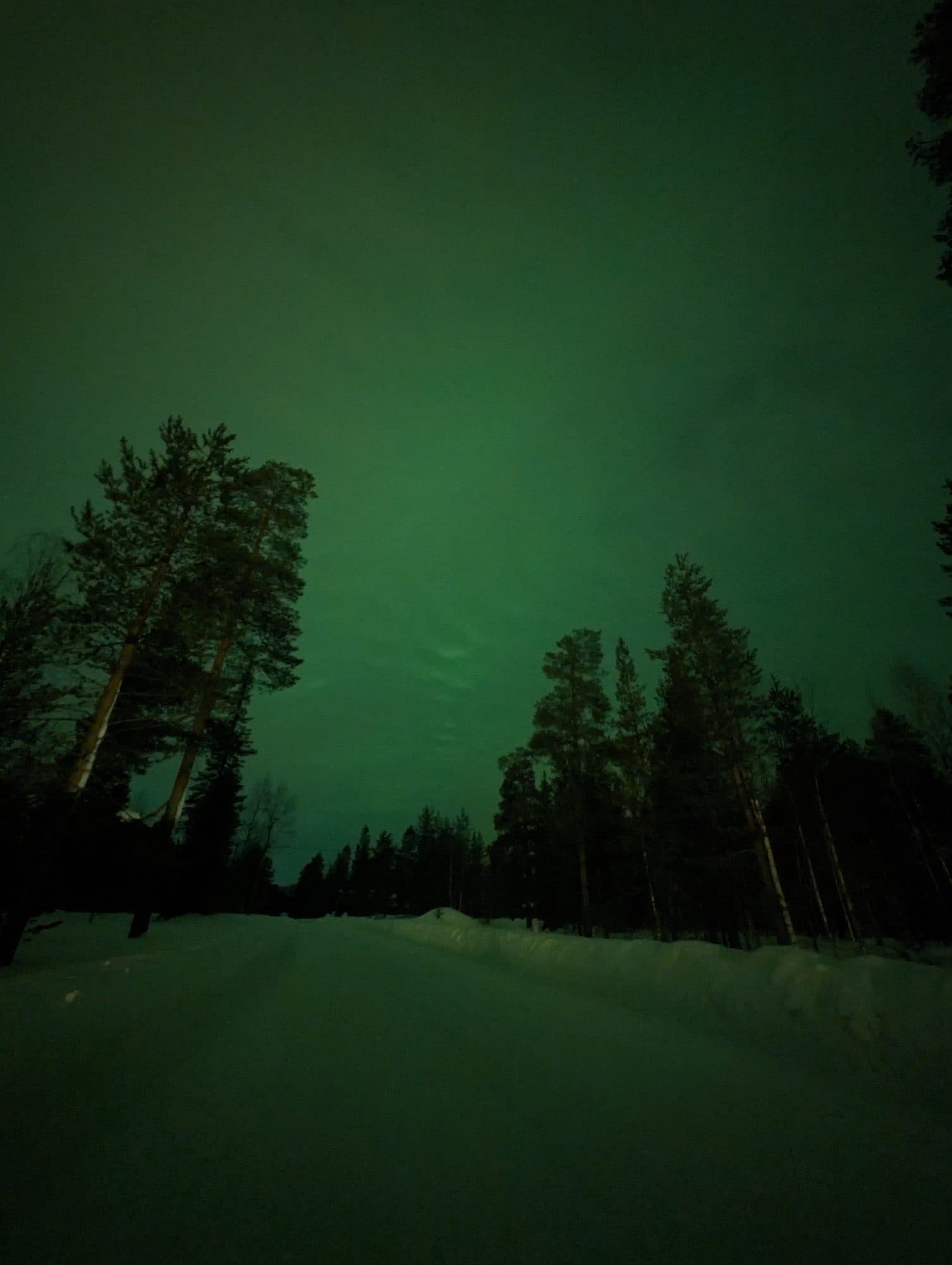 Grünes Polarlicht flackert über dunklen Nadelwäldern und taucht den nächtlichen Winterhimmel in intensives Grün.