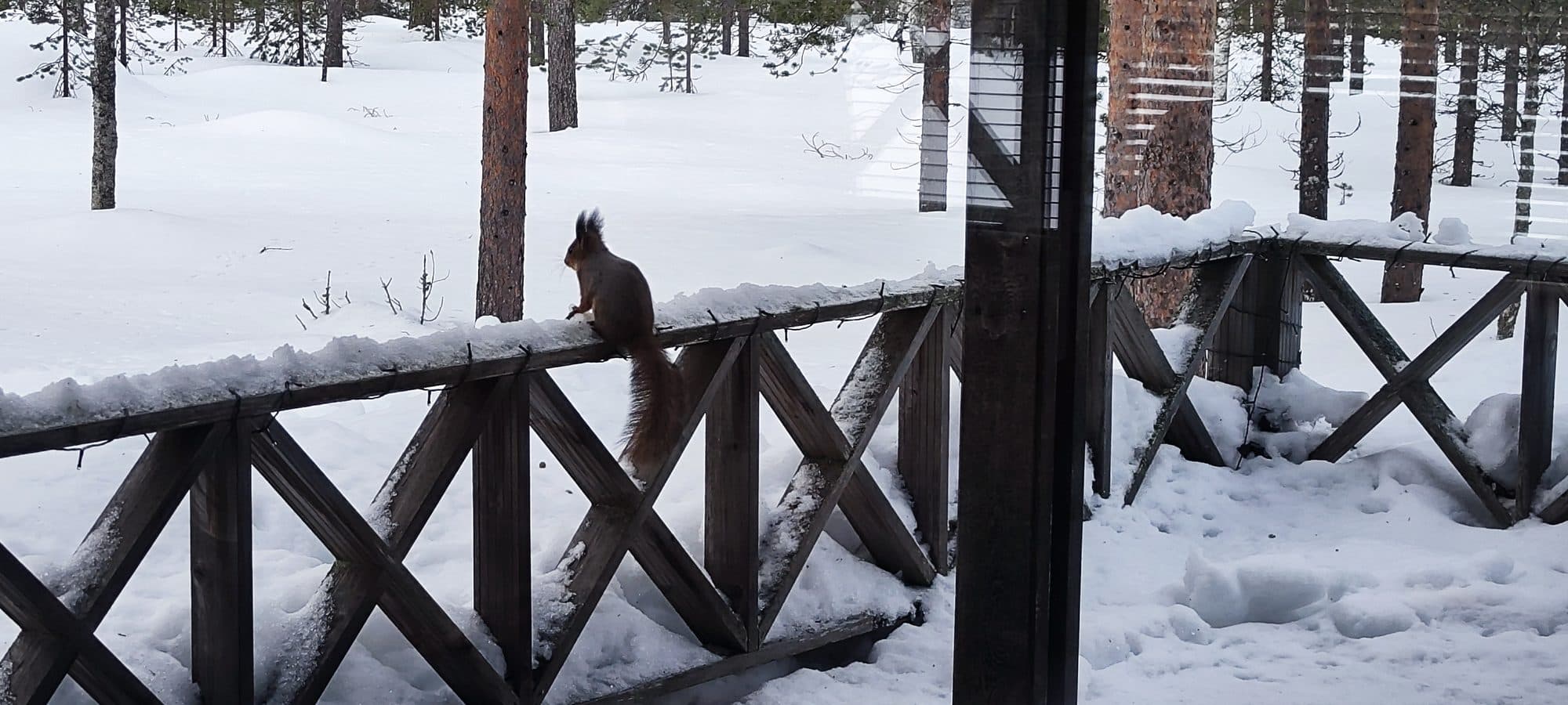 Pyhä-Luosto im Winter: Finnlands ältester Nationalpark und die Kunst, nichts zu tun