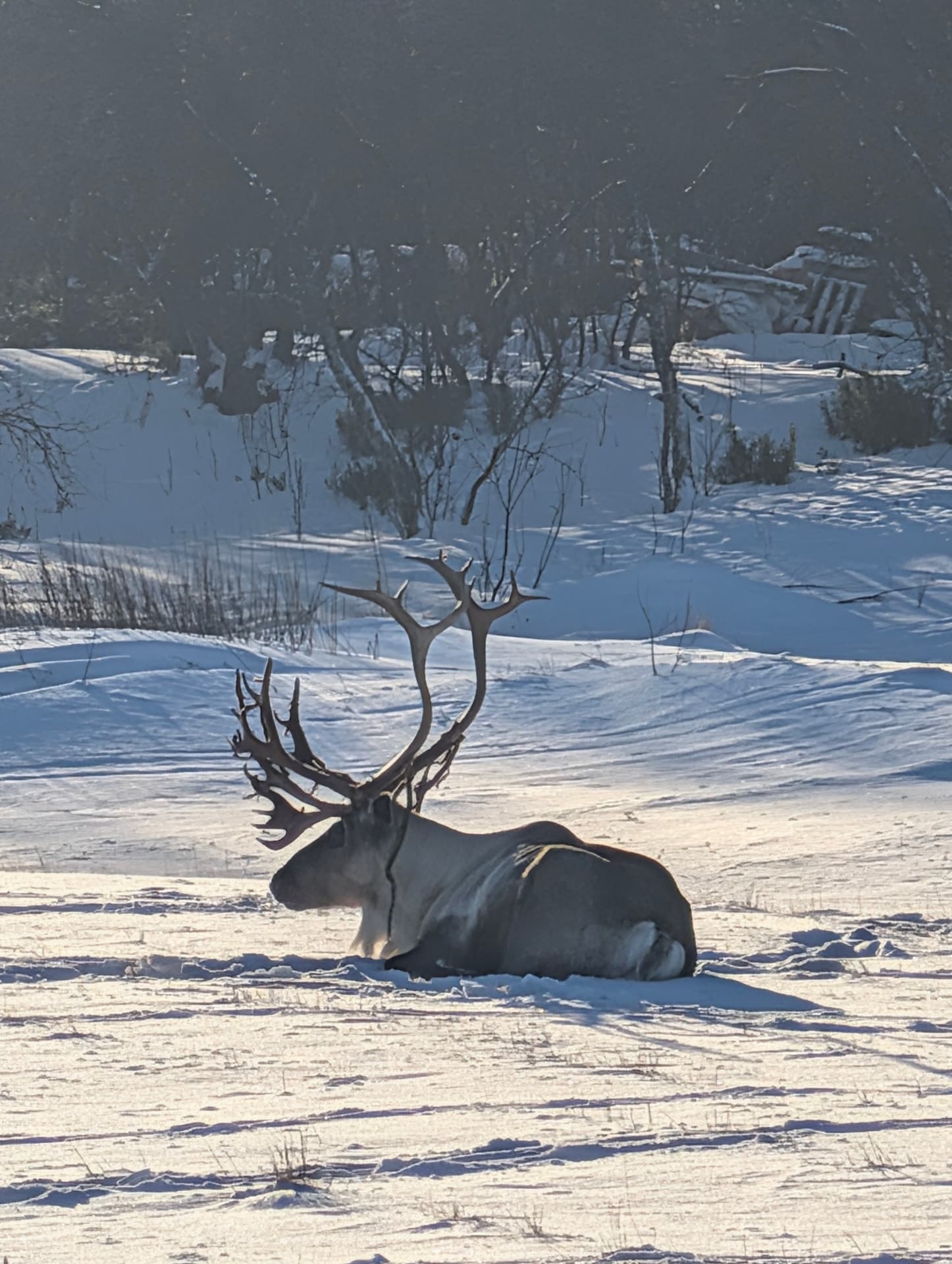 Ein majestätisches Rentier mit beeindruckendem Geweih ruht friedlich im tiefen Schnee, umgeben von einer winterlichen Landschaft mit kahlen Bäumen. Die Szene strahlt eine tiefe Ruhe und die Kälte der arktischen Natur aus.