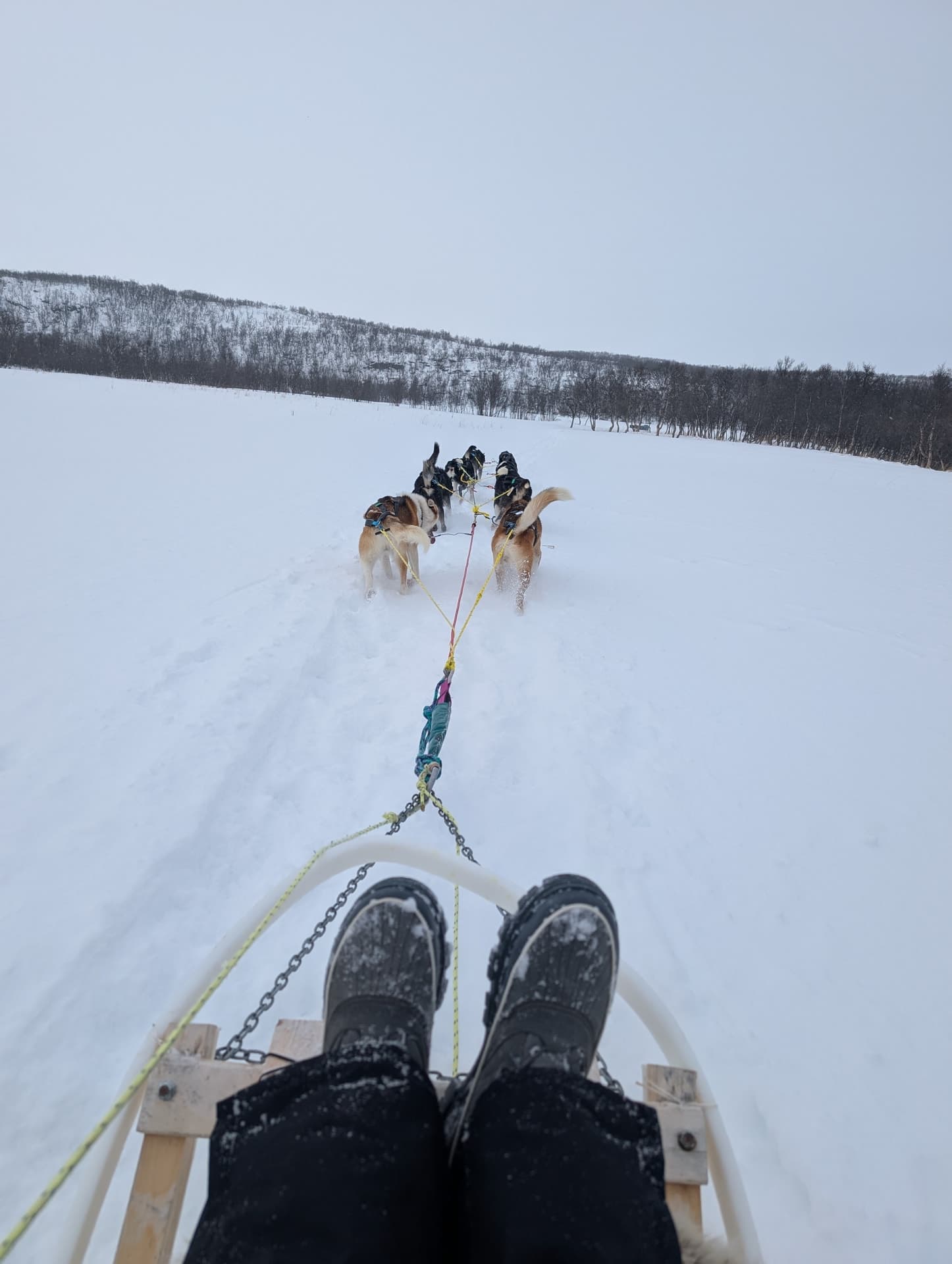 First-Person-Perspektive einer Hundeschlittenfahrt über eine verschneite Ebene mit einem bewaldeten Hügel im Hintergrund.