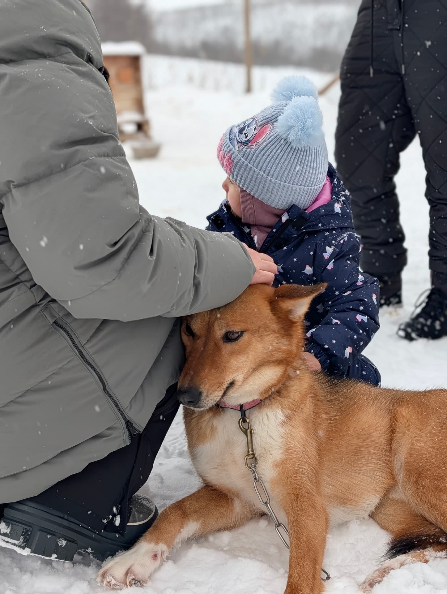 Ein kleines Kind in Winterkleidung streichelt zärtlich einen braunen Hund im Schnee, während eine erwachsene Person helfend eingreift.