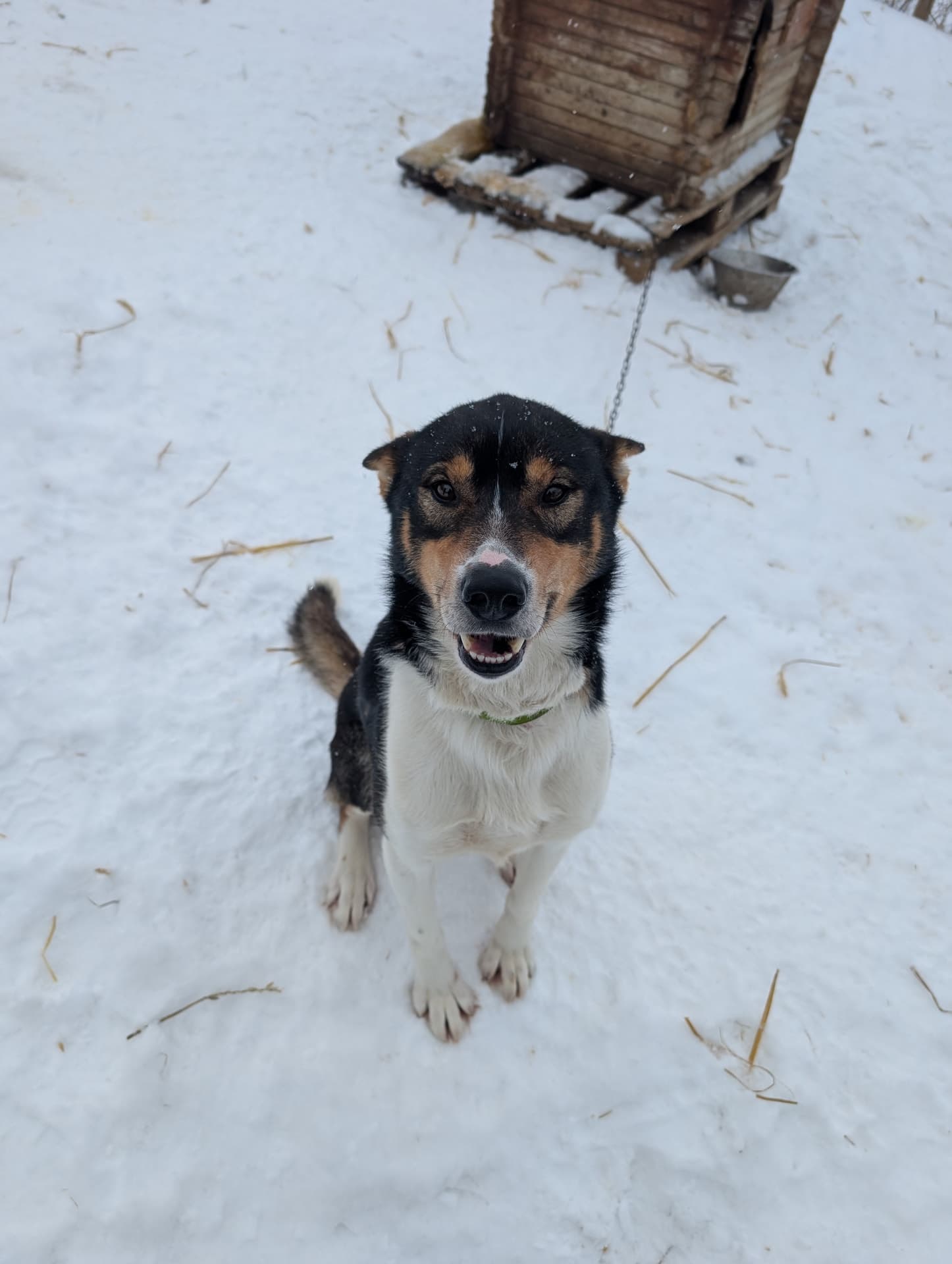 Hunde, Rentiere und ein Elch: Die Tiere von Finnmark. Unsere unvergesslichen Begegnungen.