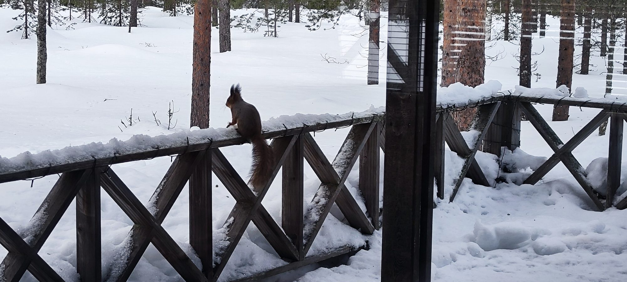 Pyhä-Luosto im Winter - Finnlands ältester Nationalpark, zwei Fjelle und sehr viel Stille — eine Woche im März.