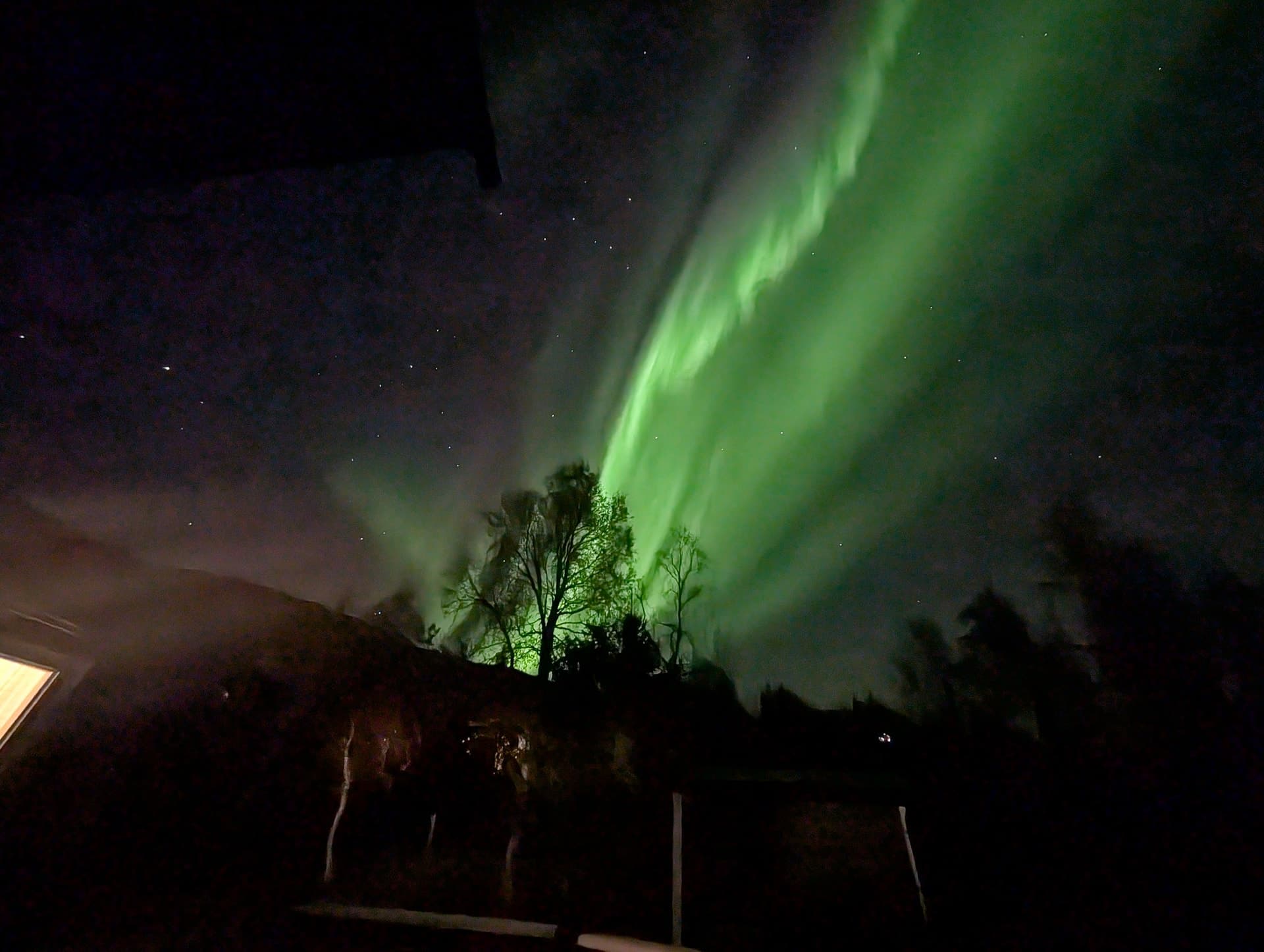 Ein dramatisches grünes Polarlichtband erhellt den sternenklaren Nachthimmel über einer dunklen Landschaft mit Bäumen in Narvik, Norwegen.