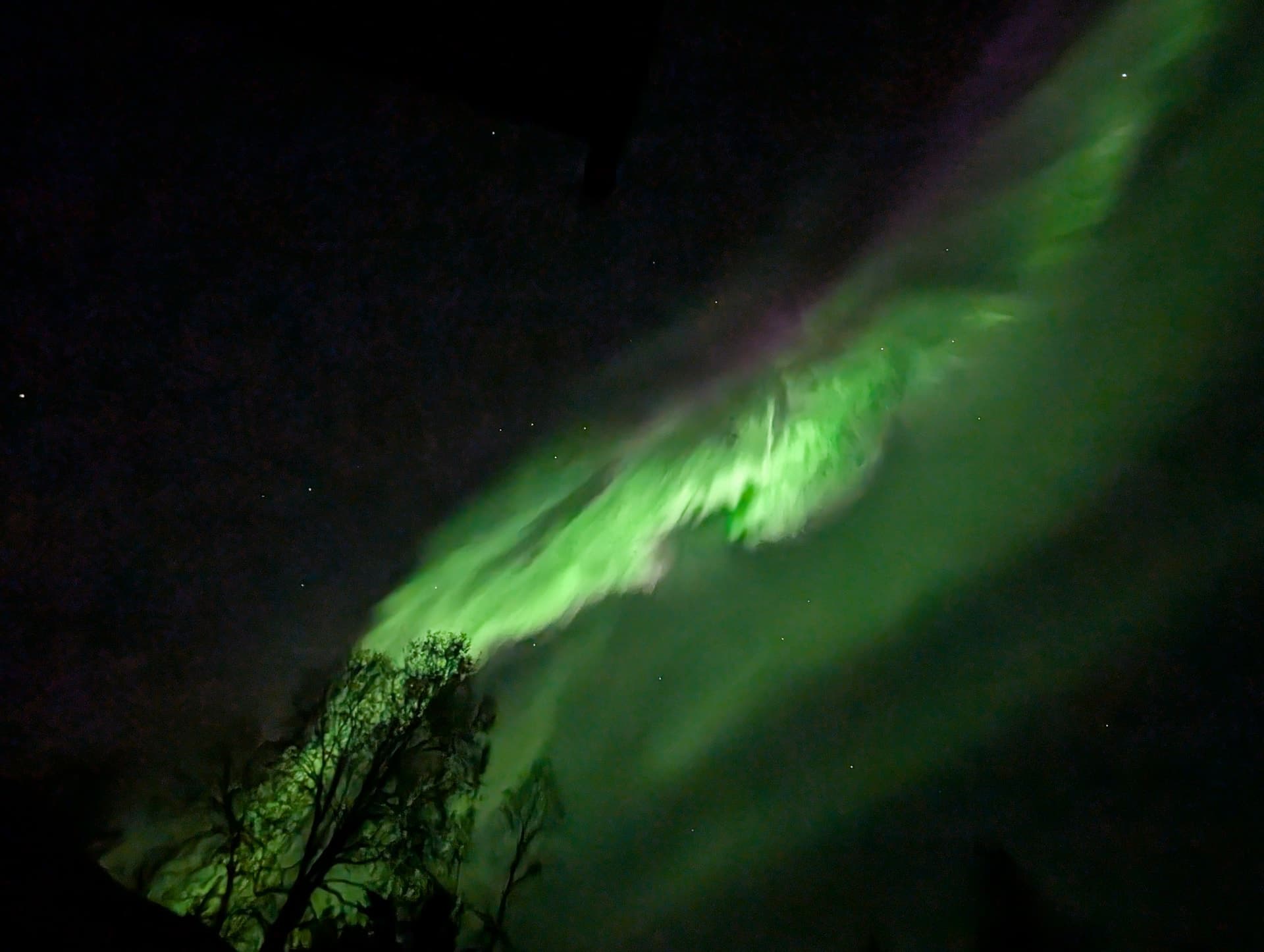 Grüne und violette Nordlichter tanzen am dunklen Nachthimmel über den Baumwipfeln in Narvik, Norwegen, und schaffen eine magische Atmosphäre.