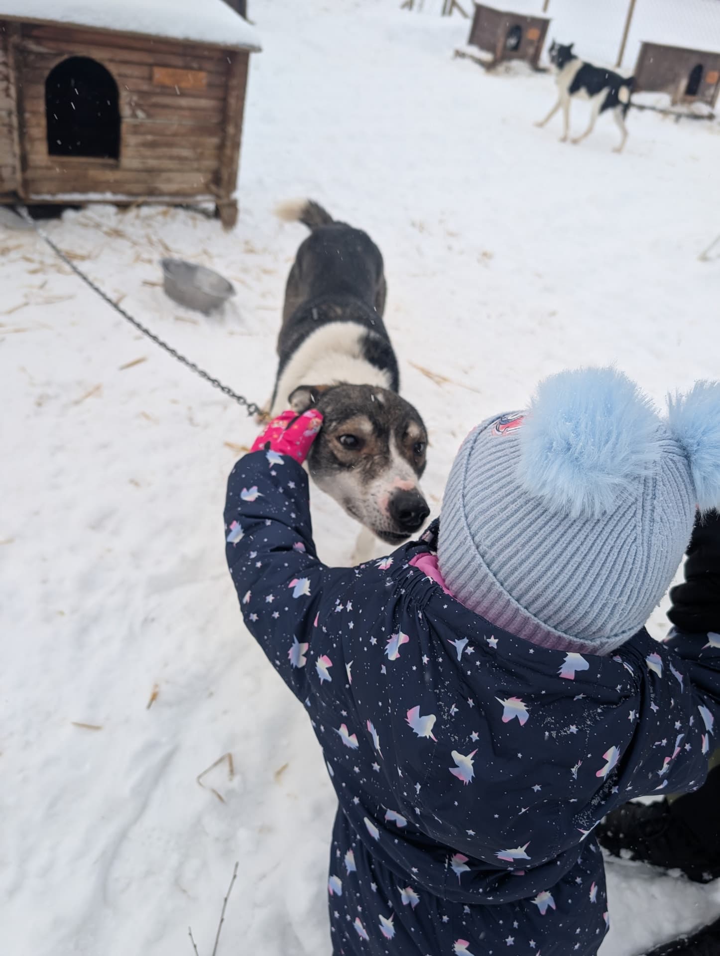 Ein Kind in winterlicher Kleidung streichelt einen Hund im Schnee, während im Hintergrund weitere Hunde und Hütten zu sehen sind. Die Szene vermittelt eine warme, authentische Winterstimmung trotz der Kälte.