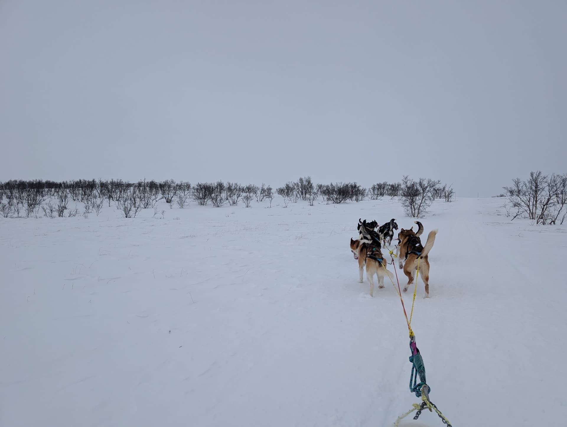 Eine Gruppe von Schlittenhunden läuft über eine verschneite Ebene, die Leinen führen diagonal in Richtung des Betrachters. Die Stimmung ist ruhig und abenteuerlich unter einem grauen Winterhimmel.