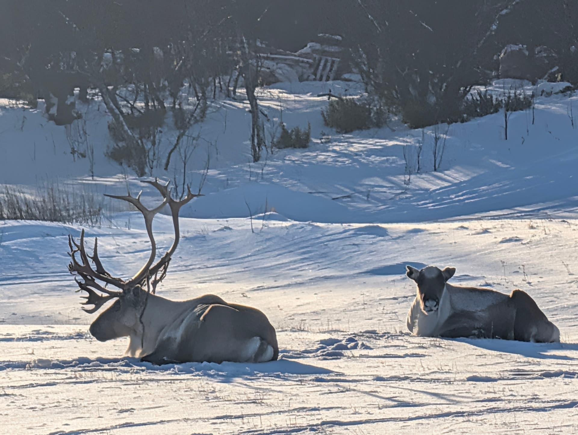 Winteraktivitäten in Nord-Norwegen: Mehr als nur Polarlichtjagd
