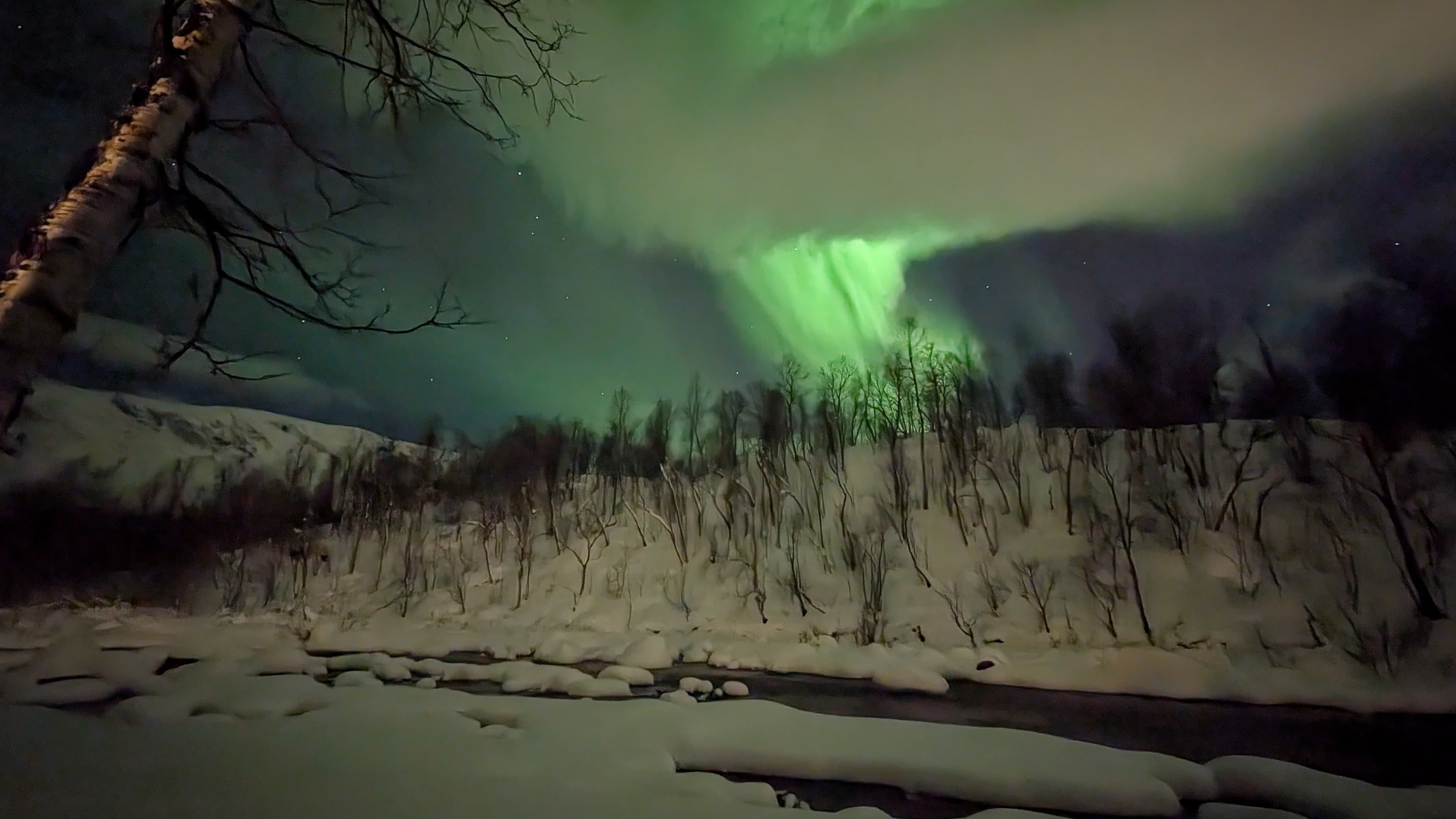 Grünes Polarlicht wogt über einem schneebedeckten Flusstal bei Narvik, im Vordergrund ragt ein kahler Birkenast ins Bild.