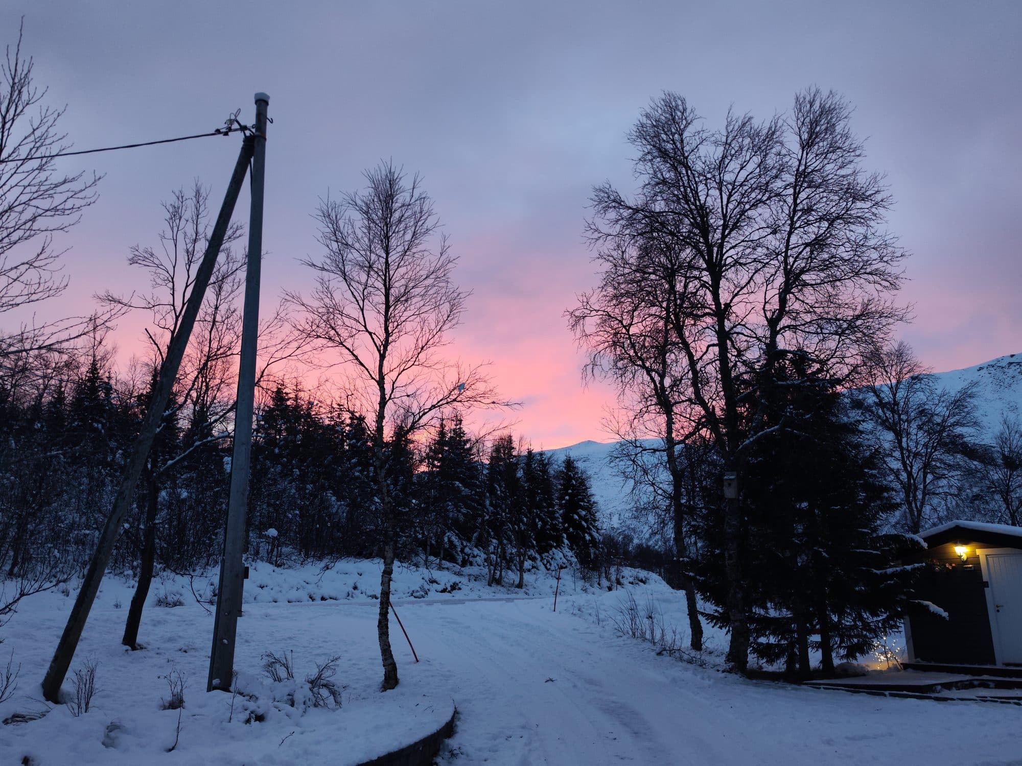 Rosa-violette Morgendämmerung über einer schneebedeckten Berglandschaft bei Narvik mit kahlen Bäumen im Vordergrund.