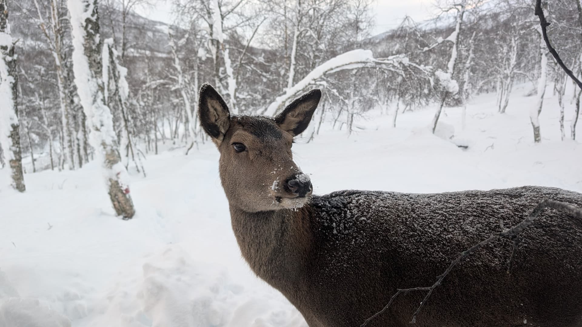 Ein Rothirsch blickt über die Schulter zurück zur Kamera, umgeben von schneebedeckten Birken und Bergen im diffusen Tageslicht der Arktis.