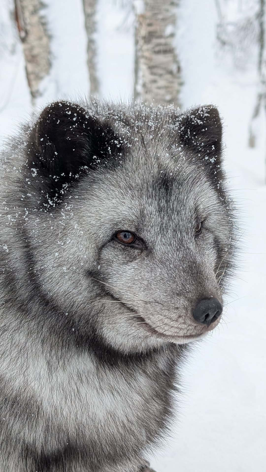 Nahaufnahme eines silbergrauen Polarfuchses mit schneebedeckten Ohren vor verschneitem Birkenwald in Bardu, Norwegen. Der wache Blick und die Schneeflocken im Fell erzeugen eine intime, winterliche Tierporträt-Stimmung.