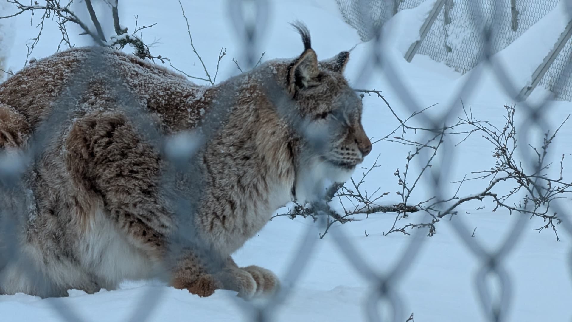 Ein Luchs im Profil mit charakteristischen Ohrpinseln bewegt sich durch den Schnee, fotografiert durch den Gehegezaun im Polarpark Bardu.