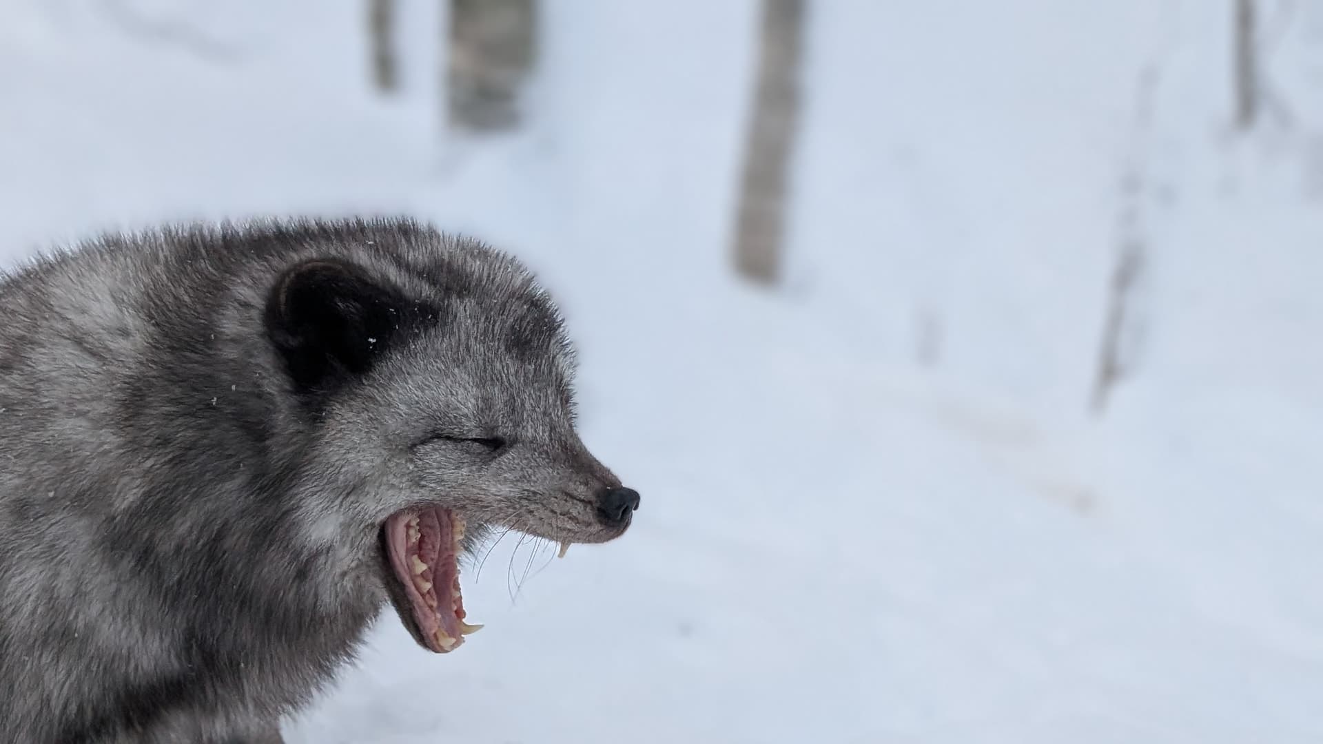 Ein Polarfuchs im Wildpark Bardu reißt das Maul weit auf und zeigt beim Gähnen seine Zähne, ein dynamischer Moment vor verschneiter Waldkulisse.