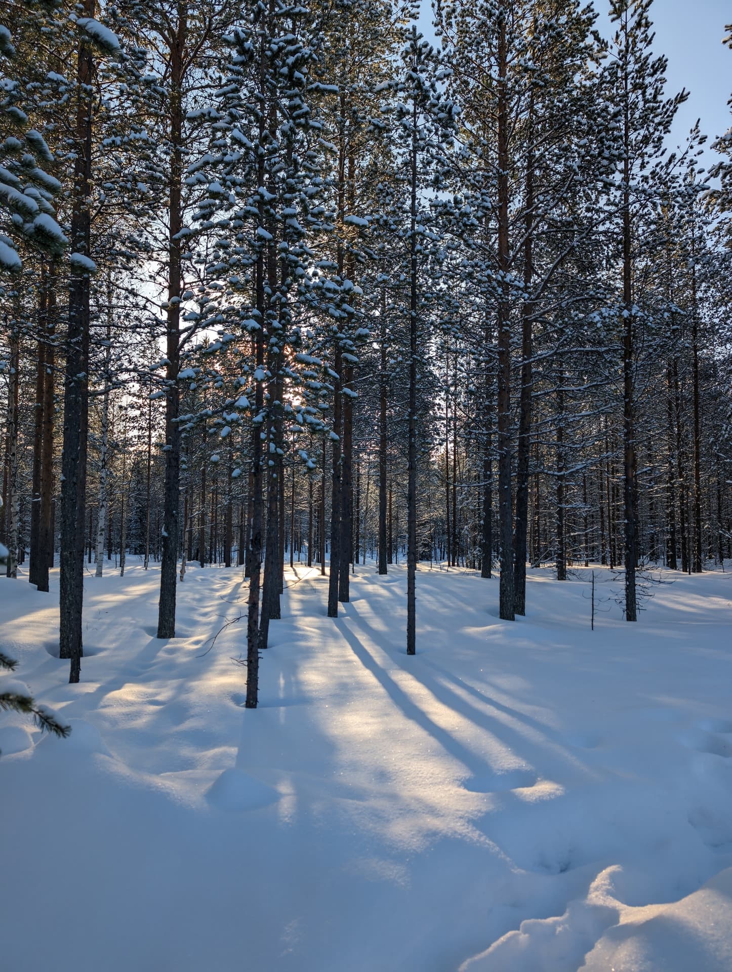 Tief stehende Morgensonne wirft lange, goldene Lichtstreifen durch einen verschneiten Kiefernwald, der Schnee glitzert im Streiflicht.