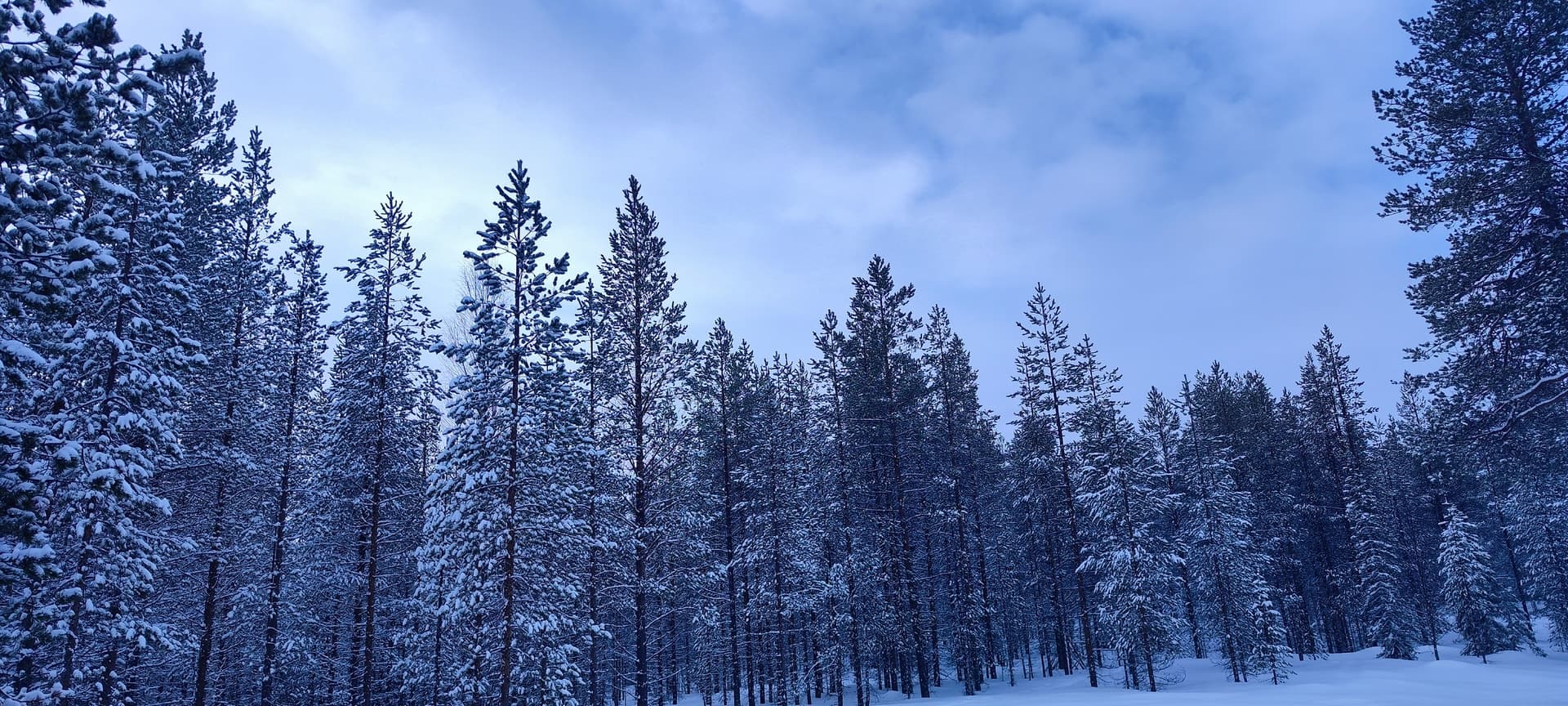 Eine Reihe schneebedeckter Kiefern zeichnet sich als Silhouette gegen den blau-violetten Morgenhimmel bei Rovaniemi ab.
