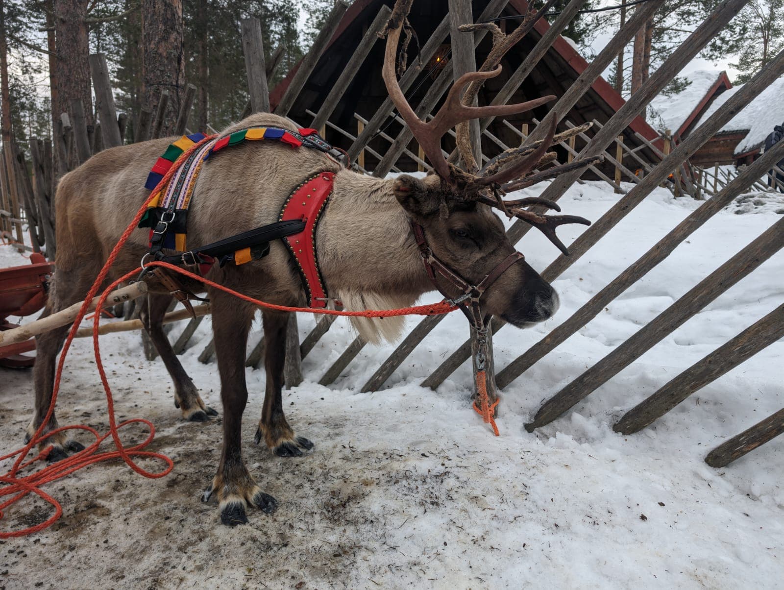 Ein Rentier mit imposantem Geweih und buntem samischem Zaumzeug steht vor einem traditionellen Holzzaun im Santa Claus Village.