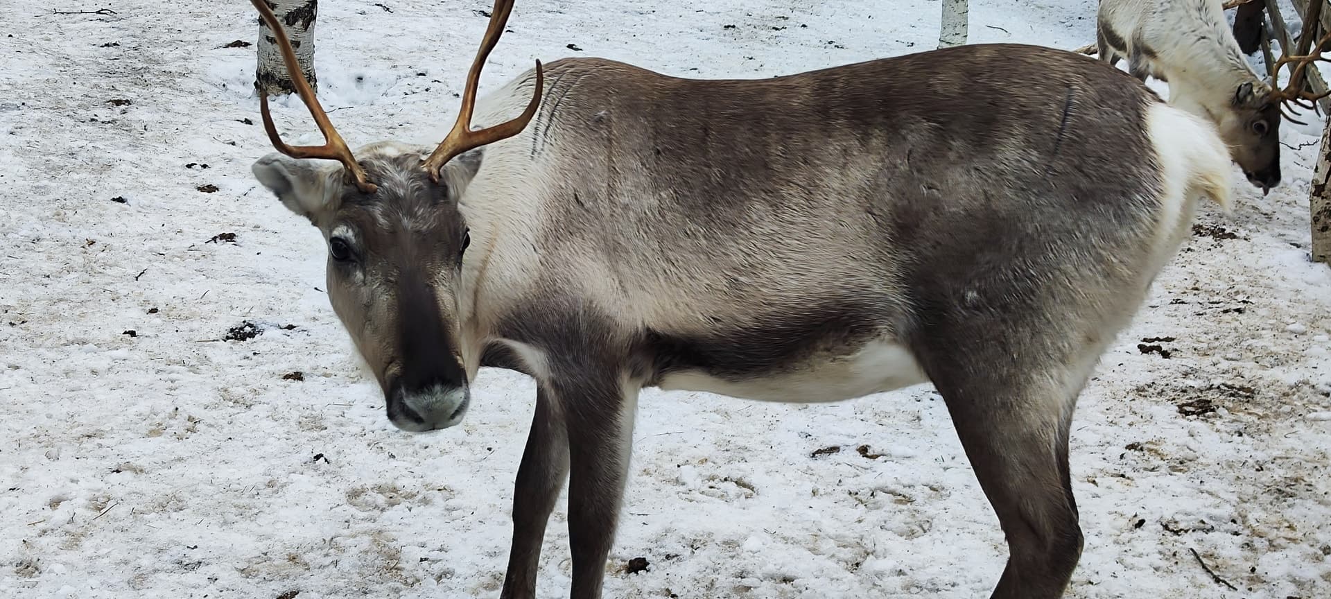 Ein Rentier mit imposantem Geweih steht im Profil auf schneebedecktem Boden und blickt direkt in die Kamera.
