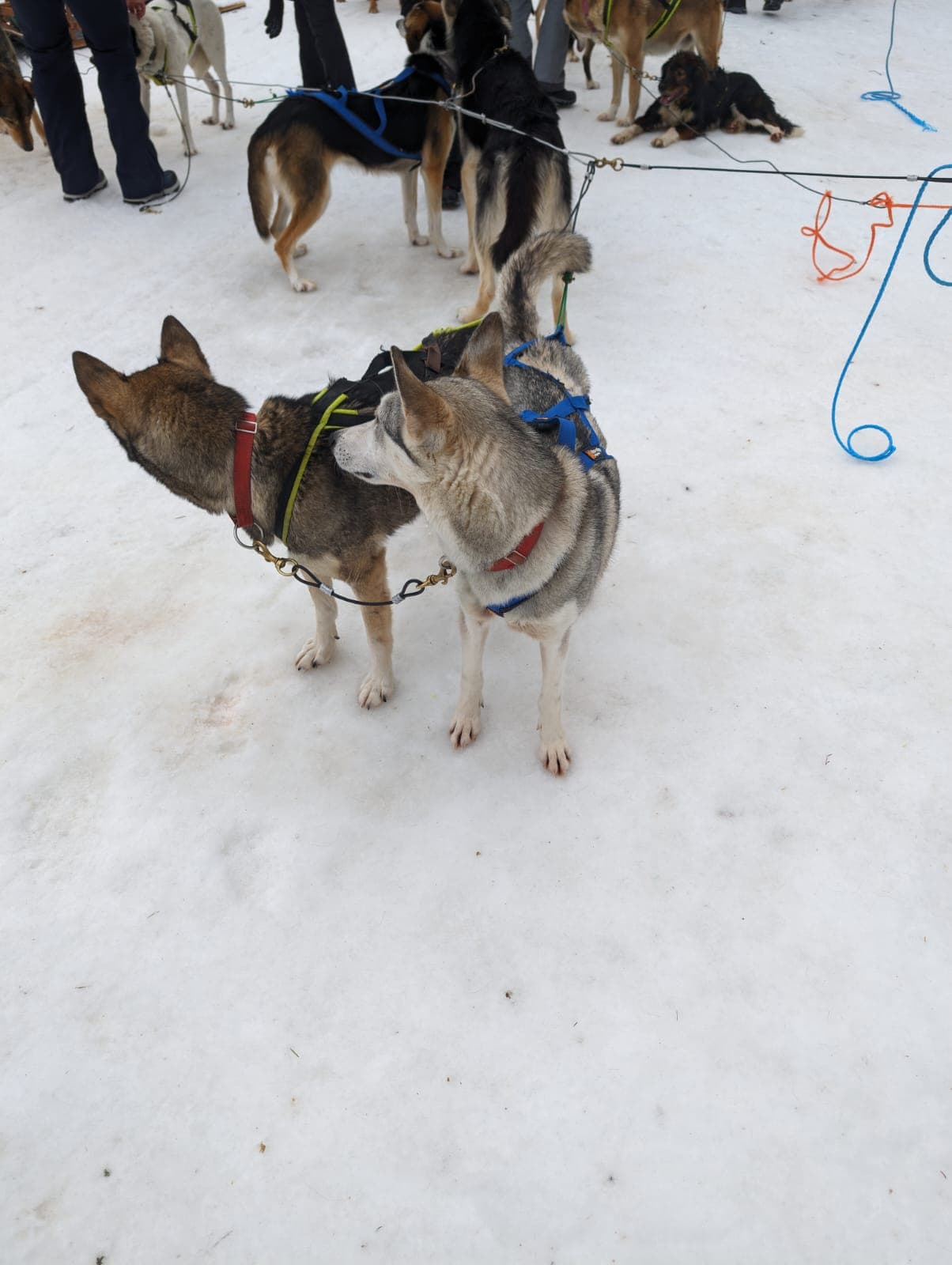 Zwei angeleinte Schlittenhunde mit Geschirr stehen bereit im Schnee, im Hintergrund weitere Huskys und Betreuer an einer Hundeschlitten-Station bei Rovaniemi.