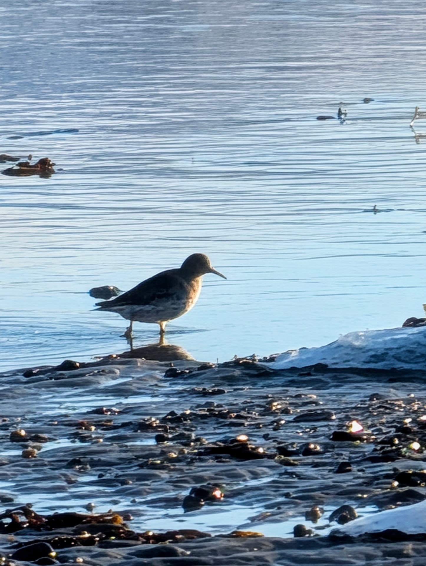 Ein kleiner Watvogel steht am felsigen Ufer eines ruhigen Gewässers in Nordnorwegen, umgeben von kühlem bläulichem Licht und weiteren Vögeln im Hintergrund. Die Szene vermittelt eine stille, naturbelassene Atmosphäre der arktischen Küste.