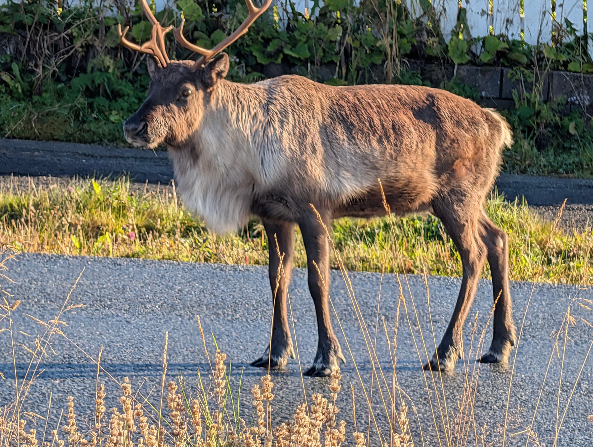 Ein Rentier mit ausgeprägtem Geweih steht am Rand einer asphaltierten Straße auf Kvaløya bei Tromsø.