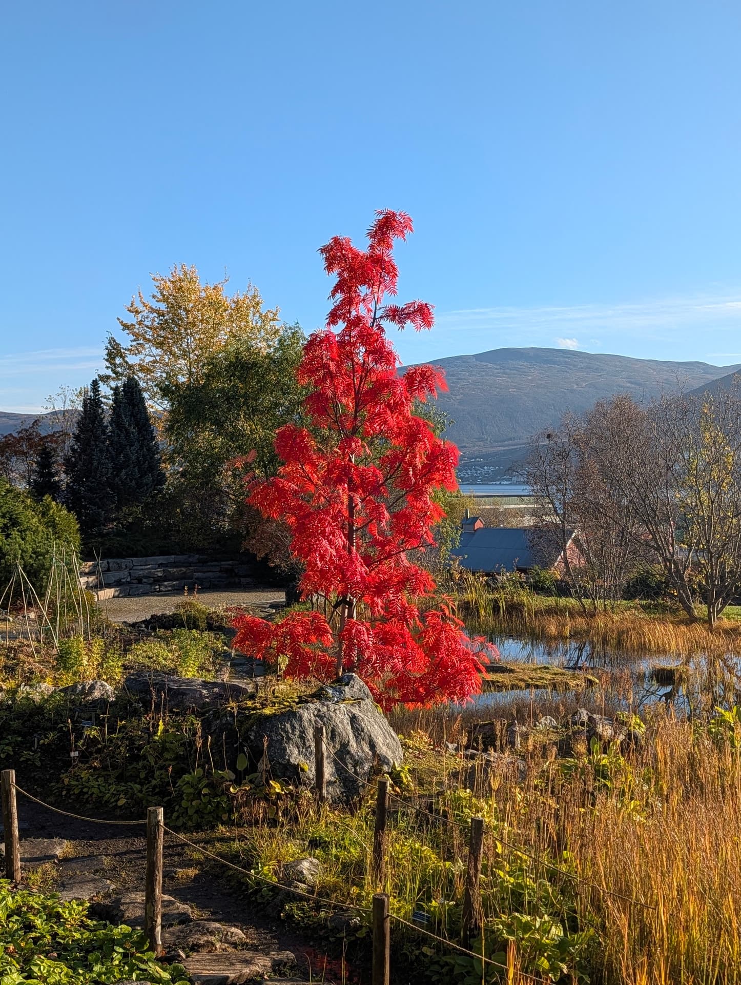 Ein leuchtend roter Strauch im Arktisch-Alpinen Botanischen Garten in Tromsø, dahinter der Sund und Berge unter blauem Himmel.