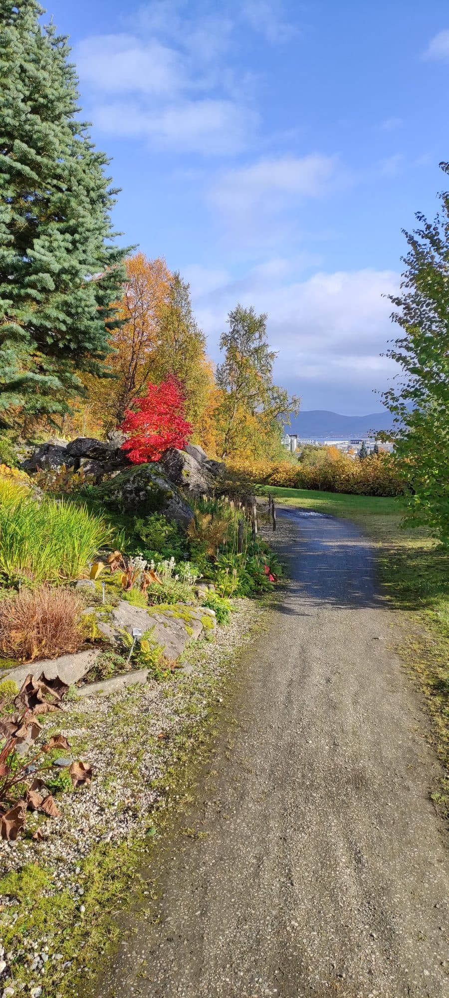 Kiesweg im Arktisch-Alpinen Botanischen Garten in Tromsø, links ein leuchtend roter Strauch zwischen Felsen und gelben Birken, im Hintergrund die Stadt.