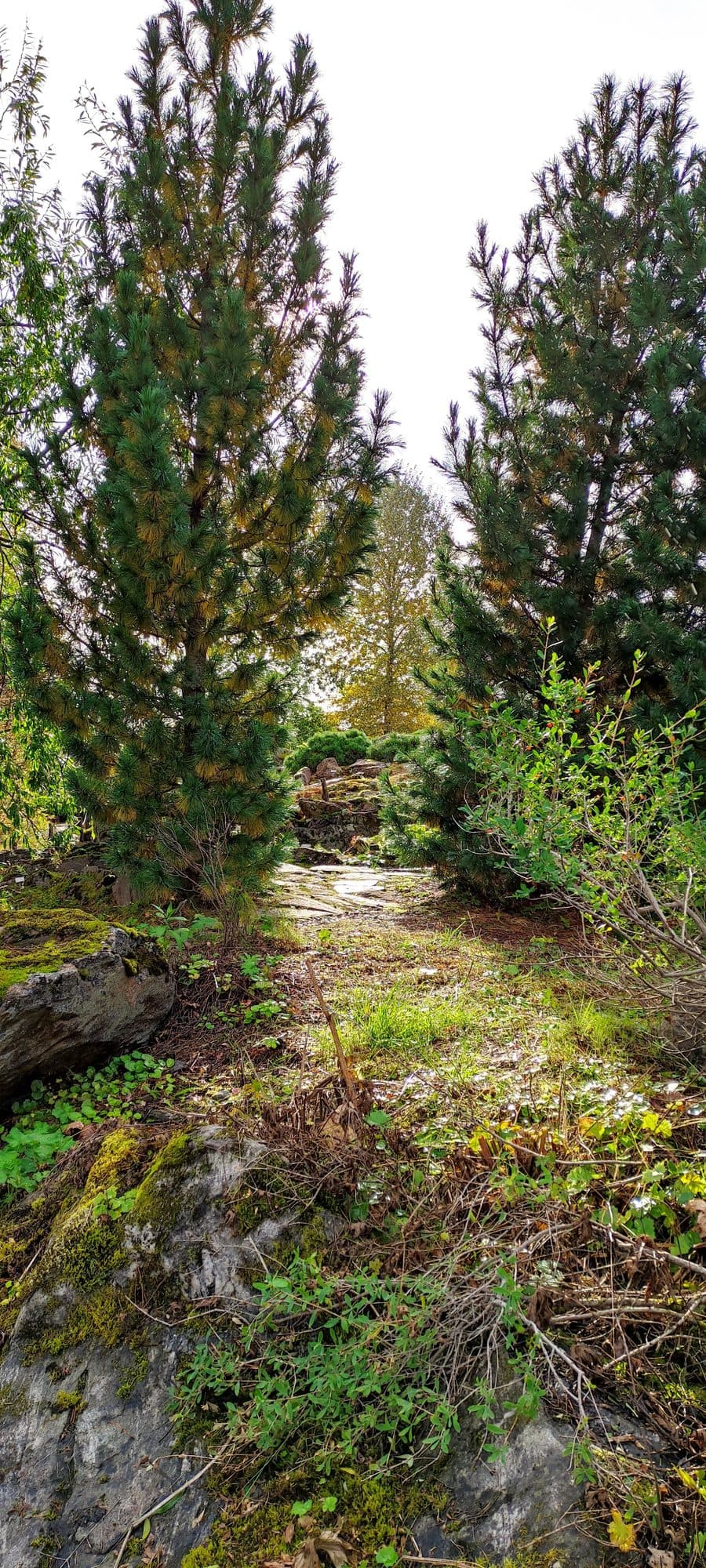 Schmale Kiefern und moosbewachsene Felsen im Botanischen Garten Tromsø, dazwischen ein Trampelpfad im Gegenlicht.